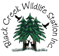 black creek wildlife